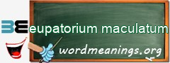 WordMeaning blackboard for eupatorium maculatum